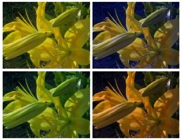 What Is the Influence of Light on Color in the Work of a Color Assessor?